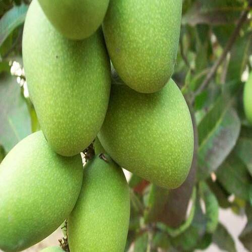 Chemical Free No Artificial Color Rich Taste Green Fresh Langra Mango