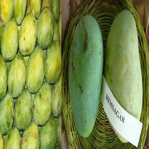 No Artificial Color Rich Natural Taste Healthy Green Fresh Himsagar Mango