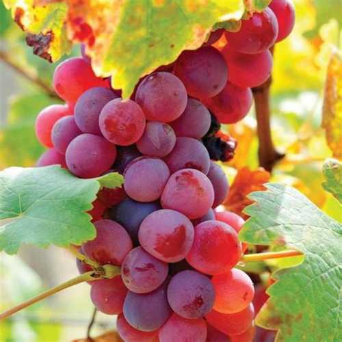 Organic Common And Natural Pesticide Free Fresh Grapes Without Artificial Flavour