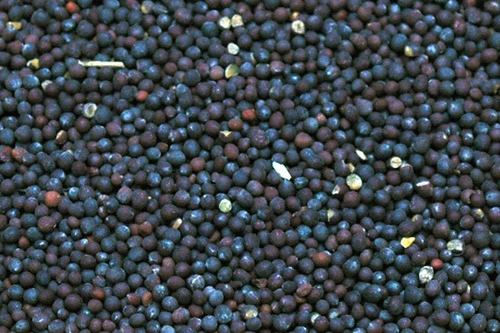 Healthy Natural Rich Fine Taste Chemical Free Black Mustard Seeds