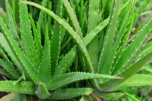 Aloe Vera Leaf