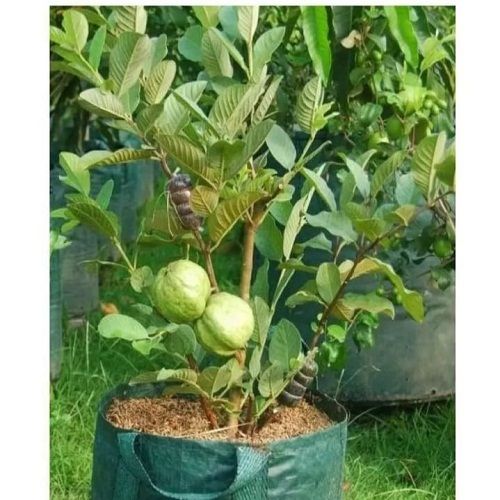 Easy Storage And Fast Growth Garden Fresh Green Guava Plants Shelf Life: 6 Months