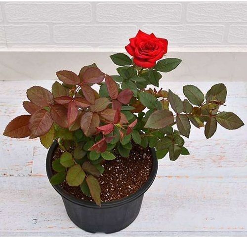 Garden Fresh Natural Fragrance Red Rose Plant for Decoration and Planting