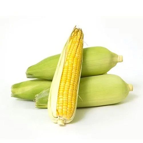 Pesticide Free And High Nutritive Value Yellow Fresh Sweet Corn  Shelf Life: 3 Months