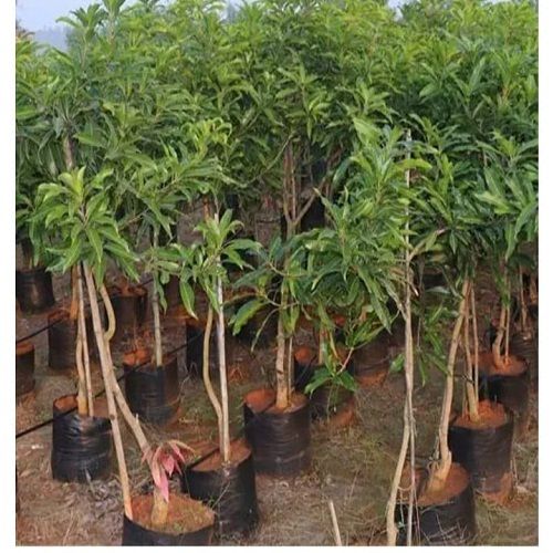 Well Watered and Full Sun Exposure Green Mango Plant For Garden or Household