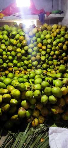 Highly Nutritious Fresh Green Healthy Coconut For Drinking 1.5 Kg To 3.8 Kg