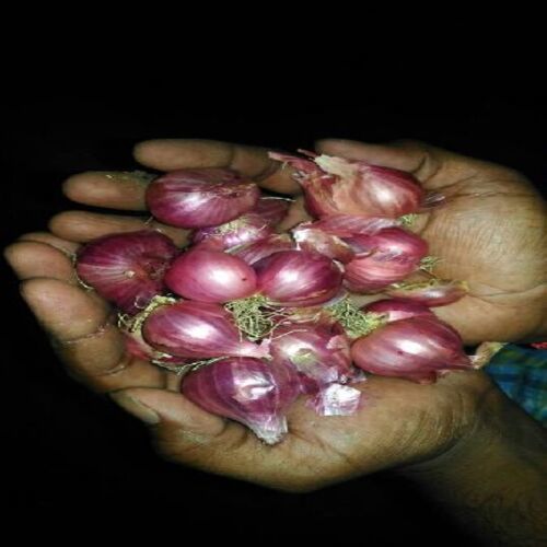  गोल और अंडाकार से भरपूर स्वस्थ प्राकृतिक स्वाद स्वाद स्वाद बढ़ाता है ताज़ा प्याज़ 