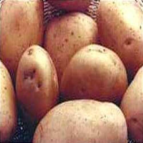 Round & Oval Chemical Free Mild Flavor Rich Natural Delicious Taste Brown Fresh Potato