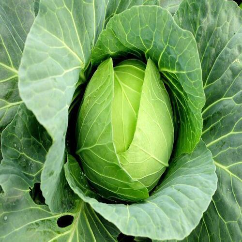 Round & Oval Floury Texture Healthy Rich Natural Fine Taste Green Fresh Cabbage