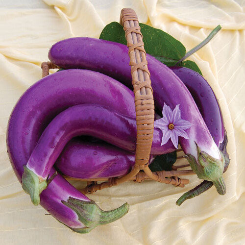 Healthy Natural Rich Fine Delicious Taste Chemical Free Purple Fresh Brinjal