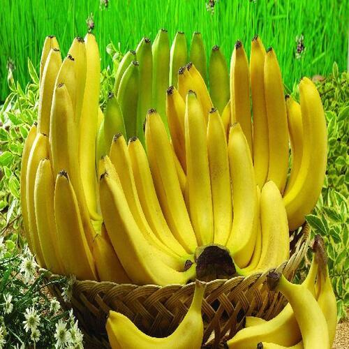 Absolutely Delicious Rich Natural Taste Chemical Free Healthy Yellow Fresh Banana