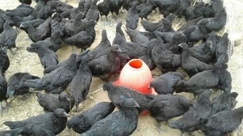 Black Australorp Chicks For Forming