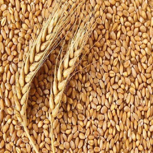 Rich Natural Delicious Taste Chemical Free Healthy Brown Wheat Seeds