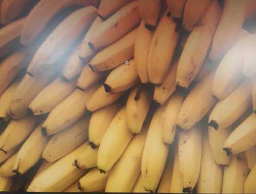 High Nutritious Value Yellow Fresh Banana without Preservatives in Natural Shape