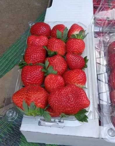 Naturally Grown Organic Juicy And Sweet Fresh Strawberry For Human Consumption