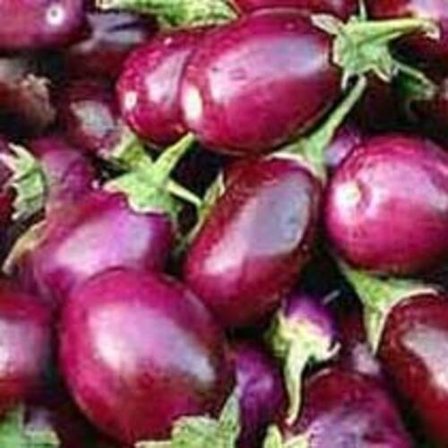 Chemical Free Healthy Delcious Natural Rich Fine Taste Purple Fresh Brinjal