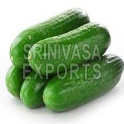 High Fiber Chemical Free Healthy Natural Rich Taste Green Fresh Cucumber