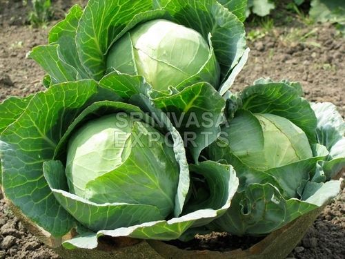 High Fiber Floury Texture Healthy Rich Natural Taste Green Fresh Cabbage