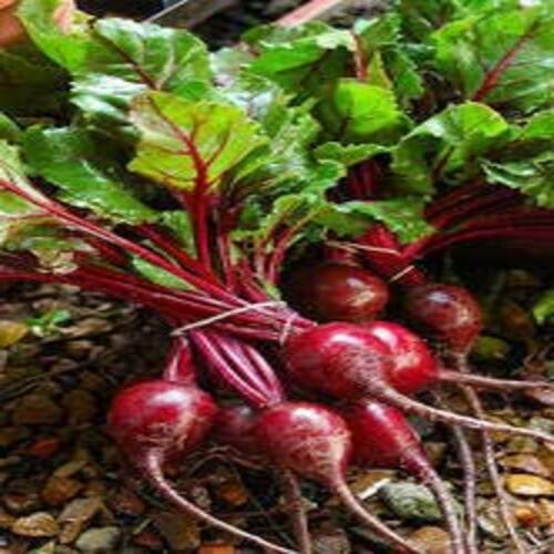 Fresh Beetroot - Solid Red, Natural Taste, No Artificial Color, Chemical Free, Safe Packaging for Cooking and Salads