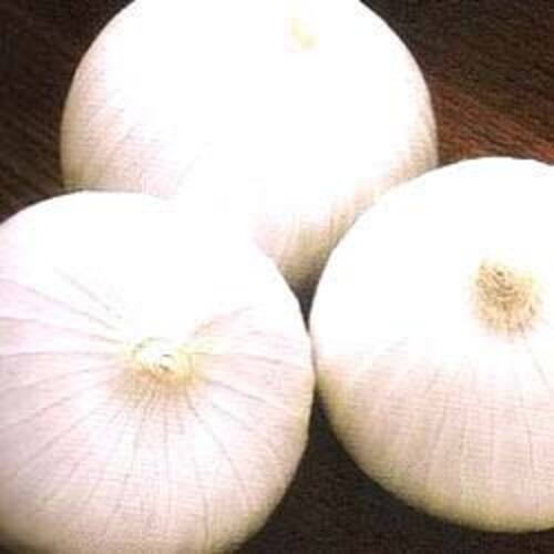 Round & Oval Rich Healthy Natural Taste Enhance The Flavor Fresh White Onion