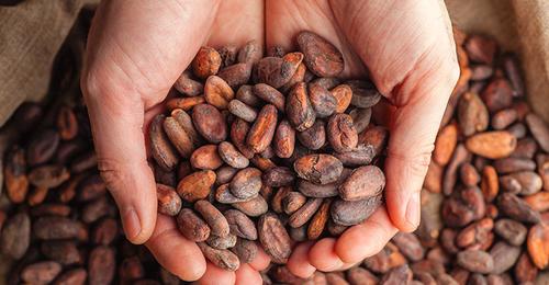 100% Pure Organic High Quality Sun Dried Cocoa Beans With Strong Flavor