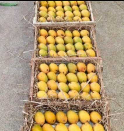 Best Price Distinct Aroma 100% Authentic Fresh Ratnagiri Alphonso Mango