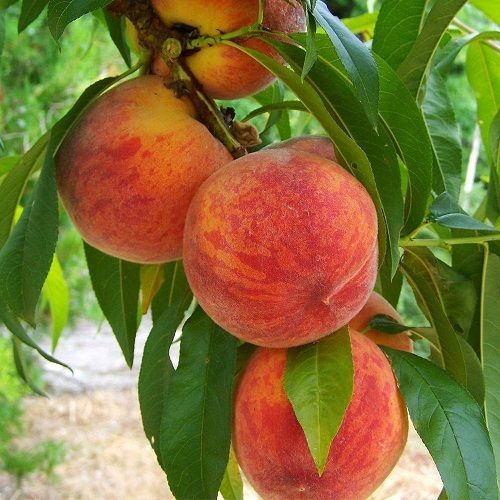 Common Delicious Taste And Mouth Watering Farm Fresh And Nutritious Apple