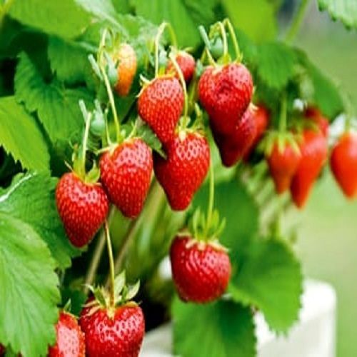 Delicious Taste and Mouth Watering Healthy And Tasty Red Strawberry