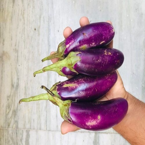 Fresh And Naturally Grown Brinjal, 10 to 20% Moisture