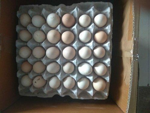 Fresh White Farm Chicken Egg