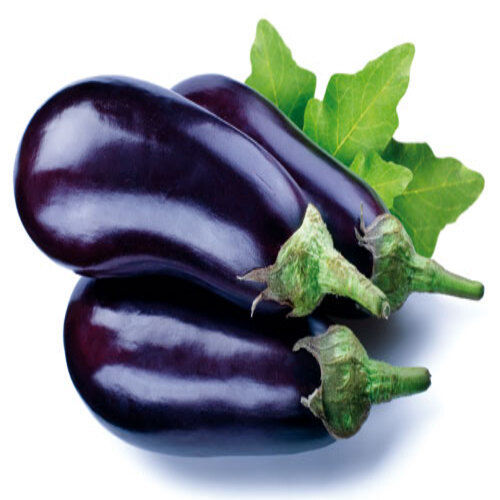 Healthy Natural Rich Fine Taste Chemical Free Purple Fresh Brinjal