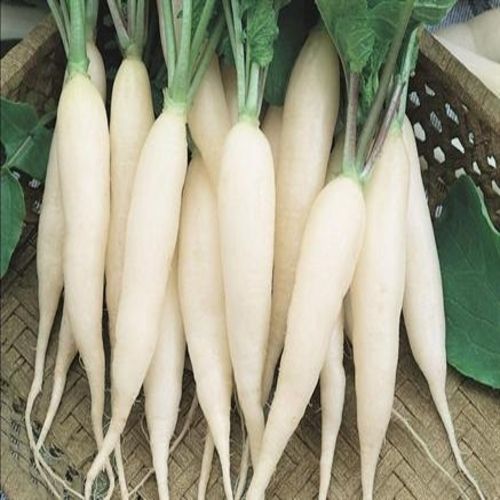 High Fiber Chemical Free Healthy Natural Rich Taste White Fresh Radish