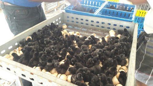 Live Kadaknath Day Old Chicks