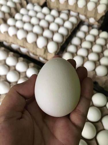 Medium Size Fresh White Farm Chicken Eggs