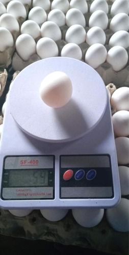 Medium Size Poultry Chicken White Egg Egg Weight: 56 Grams (G)