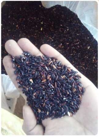 Partial Polished Long Grain Diabetic Black Rice For Human Consumption