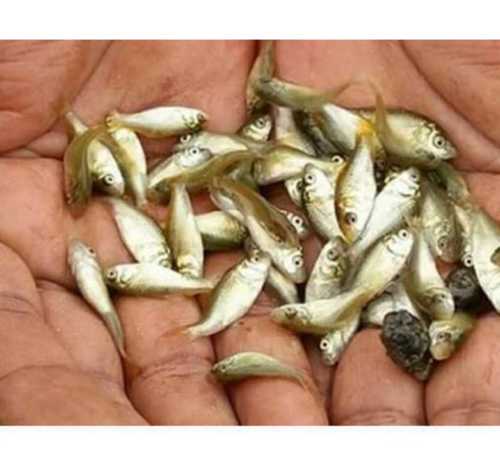1-2 Inch High Protein Rohu Fish Seed for Fish Farming 