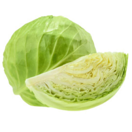 Floury Texture Healthy Rich Natural Fine Taste Green Fresh Cabbage