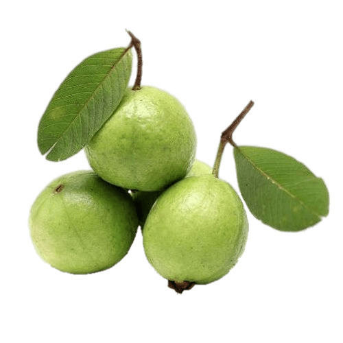 Moisture 90 Percent Fine Sweet Delicious Rich Natural Taste Healthy Green Fresh Guava