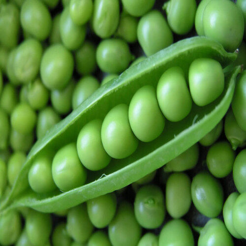 Purity 99 Percent Rich Delicious Healthy Natural Taste Chemical Free Organic Fresh Green Peas Shelf Life: 1-3 Days