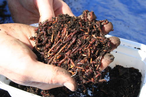 100% Purity Brown Vermicompost 0.15 To 0.56% Potassium Used In Agriculture
