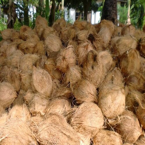 Semi-Husked Coconut - 13 Inch and Above, Brown Color | Free from Impurities, Natural Taste, Safe Packaging, 60-63% Oil Content, Cool and Dry Storage