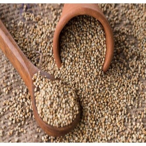Long Shelf Life Healthy Natural Rich Fine Taste Dried Pearl Millet Seed