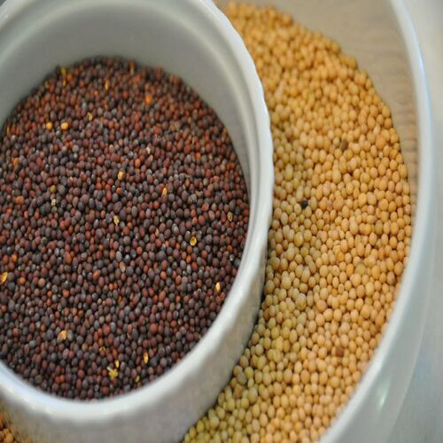 Long Shelf Life Healthy Natural Rich Fine Taste Mustard Seeds