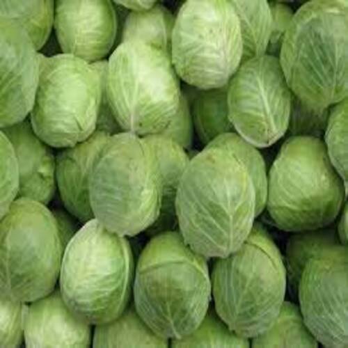 Maturity 100 Percent Floury Texture Healthy Rich Natural Fine Taste Green Organic Fresh Cabbage