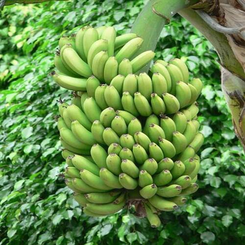 Nutritious Delicious Natural Taste Chemical Free Healthy Organic Fresh Green Banana