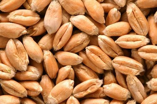 Organic Wheat Seed Used In Chapati, Khakhara, Halwa