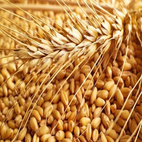 Rich Natural Delicious Taste Chemical Free Healthy Brown Organic Wheat Seeds Origin: India