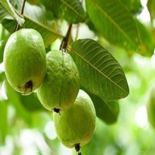 Fine Sweet Delicious Rich Natural Taste Healthy Green Fresh Organic Guava
