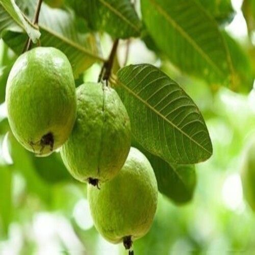 Fine Sweet Delicious Rich Natural Taste Healthy Green Fresh Organic Guava Origin: India